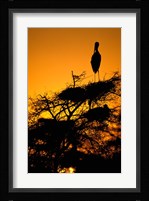 Silhouette of Painted Stork, Keoladeo National Park, Rajasthan, India Fine Art Print