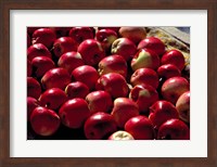 India, Ladakh, Leh. Apples at market in Lamayuru Fine Art Print