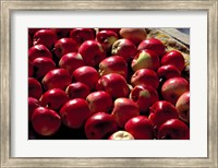 India, Ladakh, Leh. Apples at market in Lamayuru Fine Art Print
