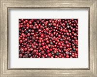 Asia, India, Darjeeling. Red berries, Fresh Fruits Fine Art Print