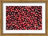 Asia, India, Darjeeling. Red berries, Fresh Fruits Fine Art Print