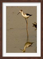 Black-winged stilt bird, Keoladeo Ghana Sanctuary, INDIA Fine Art Print
