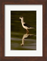 Black-winged stilt bird, INDIA Fine Art Print