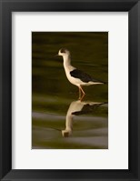 Black-winged stilt bird, INDIA Fine Art Print