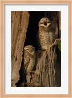 Pair of Spotted Owls, Bharatpur NP, Rajasthan. INDIA Fine Art Print