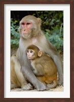 Rhesus Macaque monkey with baby, Bharatpur National Park, Rajasthan INDIA Fine Art Print