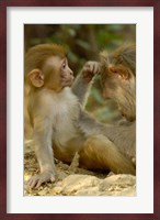 Rhesus Macaque, Bharatpur National Park, Rajasthan INDIA Fine Art Print