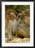 Rhesus Macaque, Bharatpur National Park, Rajasthan INDIA Fine Art Print