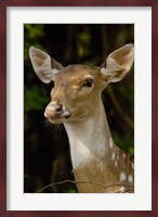 Spotted Deer wildlife, Bharatpur, Keoladeo Ghana, INDIA Fine Art Print
