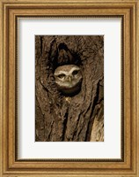 Spotted Owlet bird in a tree, Bharatpur NP, Rajasthan. INDIA Fine Art Print