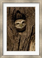 Spotted Owlet bird in a tree, Bharatpur NP, Rajasthan. INDIA Fine Art Print