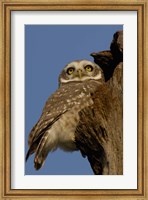 Spotted Owlet bird, Bharatpur NP, Rajasthan. INDIA Fine Art Print