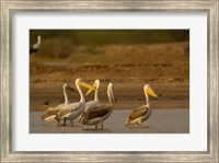 Great White Pelican bird, Velavadar, Gujarat, SW INDIA Fine Art Print