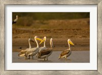 Great White Pelican bird, Velavadar, Gujarat, SW INDIA Fine Art Print