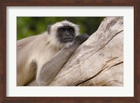 Hanuman Langur monkey, Mandore, Rajasthan. INDIA Fine Art Print