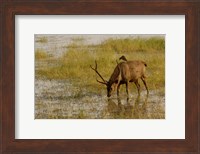 Sambar Deer, Ranthambhore NP, Rajasthan, India Fine Art Print
