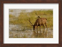 Sambar Deer, Ranthambhore NP, Rajasthan, India Fine Art Print