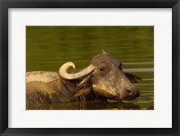Water buffalo, Wildlife, Bharatpur village, INDIA Fine Art Print