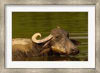 Water buffalo, Wildlife, Bharatpur village, INDIA Fine Art Print