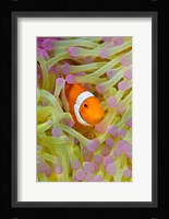 Anemonefish in protective anemone, Raja Ampat, Papua, Indonesia Fine Art Print