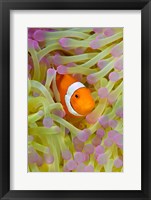 Anemonefish in protective anemone, Raja Ampat, Papua, Indonesia Fine Art Print