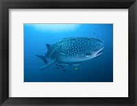 Bay Whale shark and remoras Fine Art Print