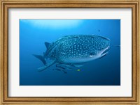 Bay Whale shark and remoras Fine Art Print