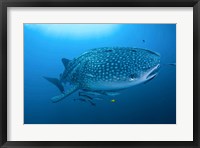 Bay Whale shark and remoras Fine Art Print