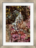 Blue-ring octopus and coral, Raja Ampat, Papua, Indonesia Fine Art Print