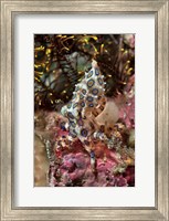 Blue-ring octopus and coral, Raja Ampat, Papua, Indonesia Fine Art Print