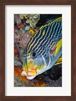 Cleaner fish with sweetlip fish, Raja Ampat, Papua, Indonesia Fine Art Print
