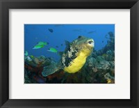 Close-up of puffer fish Fine Art Print