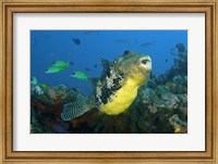 Close-up of puffer fish Fine Art Print