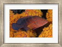 Coral trout fish and coral, Raja Ampat, Papua, Indonesia Fine Art Print