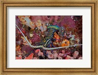Lobster and coral, Raja Ampat, Papua, Indonesia Fine Art Print