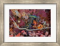 Lobster and coral, Raja Ampat, Papua, Indonesia Fine Art Print