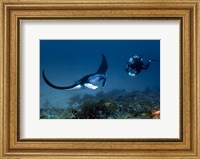 Manta ray swims past scuba diver, Komodo NP, Indonesia Fine Art Print