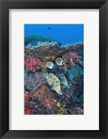 Scene of fish and coral Fine Art Print