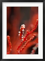 Seahorse turns color of coral, Raja Ampat, Papua, Indonesia Fine Art Print