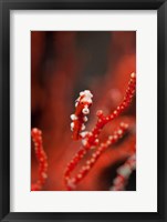 Seahorse turns color of coral, Raja Ampat, Papua, Indonesia Fine Art Print