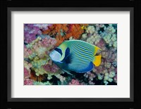 Underwater scene of angelfish and coral, Raja Ampat, Papua, Indonesia Fine Art Print