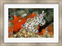 Close-up of deadly blue-ringed octopus Fine Art Print