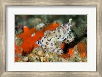 Close-up of deadly blue-ringed octopus Fine Art Print