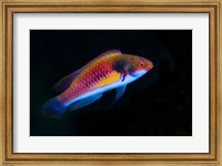 Bay Close-up of colorful wrasse fish Fine Art Print