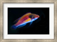 Bay Close-up of colorful wrasse fish Fine Art Print
