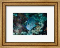 Bay Close-up of angelfish Fine Art Print