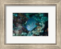 Bay Close-up of angelfish Fine Art Print