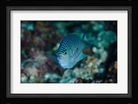 Bay Close-up of angelfish Fine Art Print