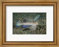Close-up of dragonet fish Fine Art Print