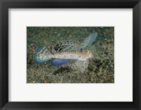 Close-up of dragonet fish Fine Art Print